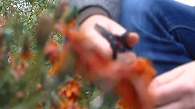 Зелёный участок. Сбор семян однолетников смотреть онлайн