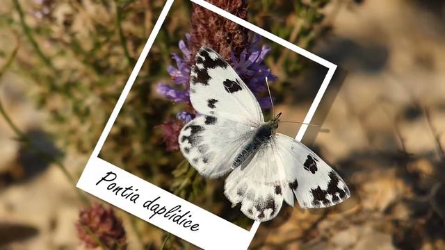 Mariposas diurnas de La Rioja: Pieridae смотреть онлайн
