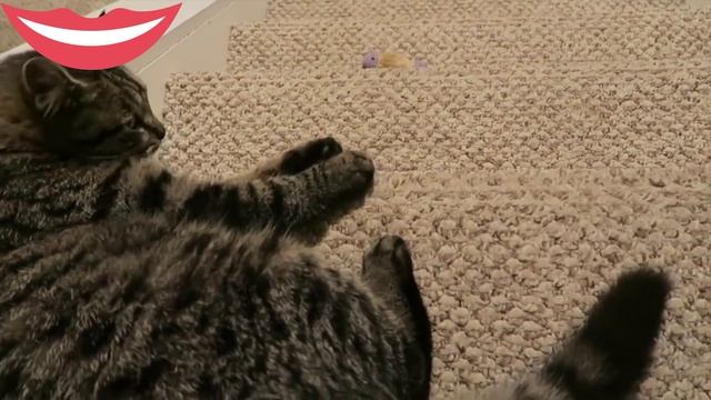 Ох уж эти кошачьи игрушки? смотреть онлайн