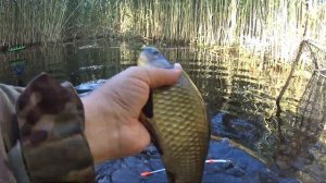 Боковой кивок.Рыбалка на карася.Техника ловли на боковой кивок.