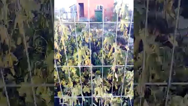 инжир расстёт на даче краснодаркий край адыгея смотреть онлайн