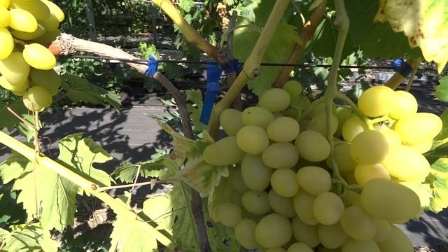 ВИНОГРАД ЛАНДЫШ С ШИКАРНЫМ ВКУСОМ