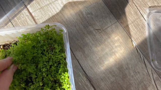 Выращивание Микрантемум Монте Карло в тепличке. Emersed Micranthemum Monte Carlo смотреть онлайн