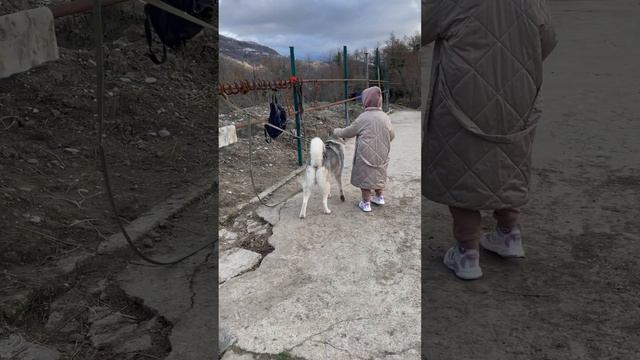 Котенок на прогулке смотреть онлайн