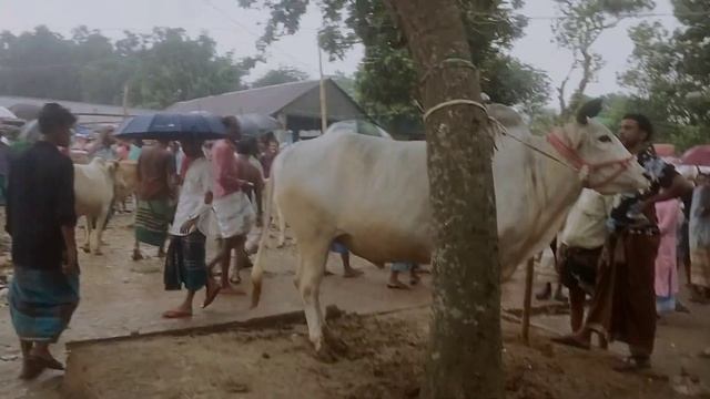 রাজিব খানকে যারা ভালোবাসেন_ তারা এই ভিডিওটা দেখবেন_নতুন কিছু আছে ভিডিওতে__Hero Rajib Khan Mawna_54 смотреть онлайн