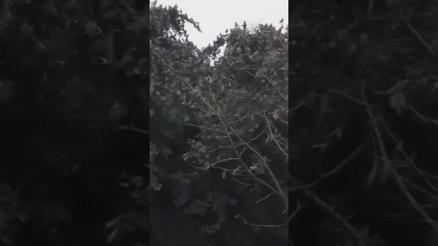Birds' army in Samsun/Turkey - Армия птиц в Самсуне/Турция смотреть онлайн