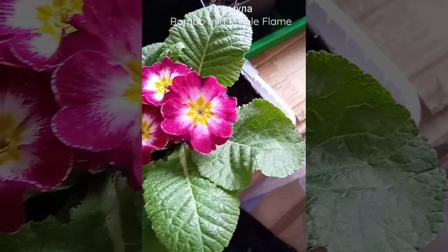 Примула крупноцветковая Рембо мид папл флейм Rambo mid Purple Flam #примула #примулакрупноцветковая смотреть онлайн