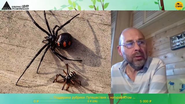 Детский эфир "Мустанги и манулы (возвращение в природу") рубрики "Путешествия с натуралистом" смотреть онлайн