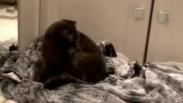 Массаж одеялу смотреть онлайн