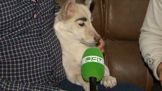 Бездомная собака с необычной мордашкой стала звездой братского Инстаграма смотреть онлайн