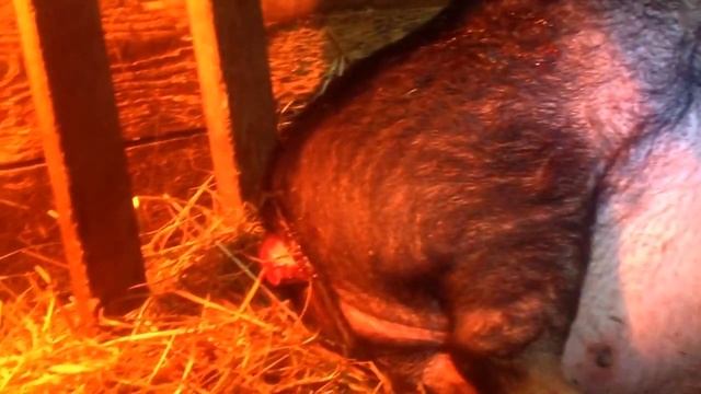 Свинья.Опорос.Часть 2 смотреть онлайн