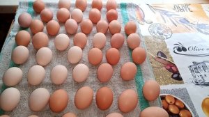 Как выбрать куриное яйцо для вывода курочек.Что делать, чтобы быть с яйцом круглый год.