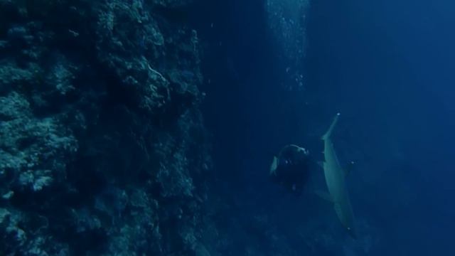Tubbataha, Philippines(1).mp4 смотреть онлайн