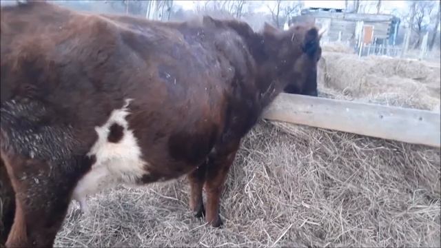 Готовим Вербу к отелу смотреть онлайн