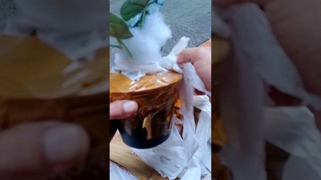 Alocasia Silver Dragon [unboxing] #alocasia #alocasiasilverdragon #plant #leaf #gardening