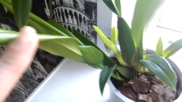 Орихидея Онцидиум(Oncidium varicosum) смотреть онлайн