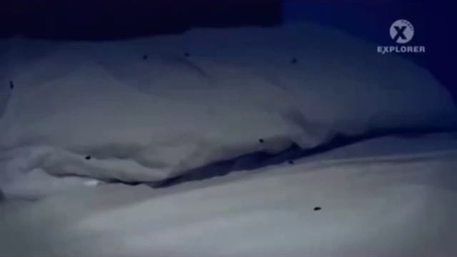 Как обнаружить гнездо клопов в квартире. смотреть онлайн