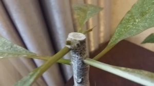 Плюмерия после обрезки 1 месяц спустя