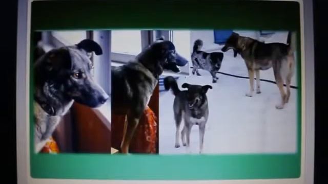 Приют для собак Доброе сердце г Пермь смотреть онлайн