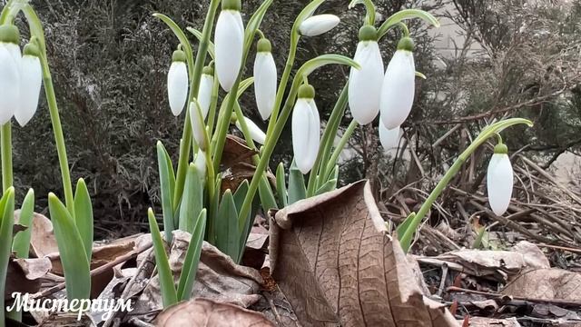 6 Самых Опасных дней в Марте 2023 Будьте осторожны Неблагоприятные дни месяца. смотреть онлайн