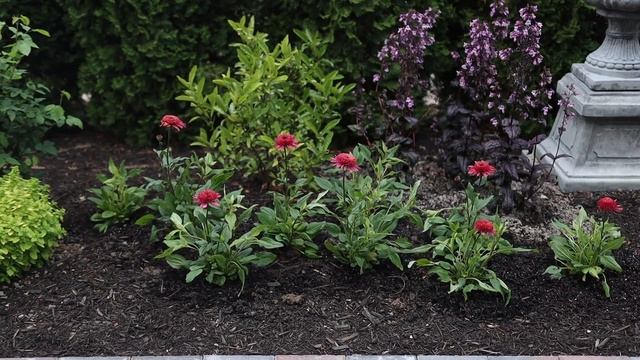Planting 3 Pink Perennials in the Garden: Salvia, Astilbe & A New Echinacea! ??? // Garden Answer смотреть онлайн