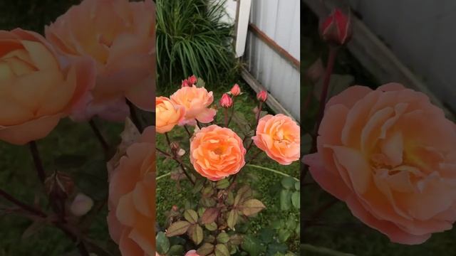 Роза Девида Остина Леди Эмма Гамильтон/ Lady Emma Hamilton Austin смотреть онлайн