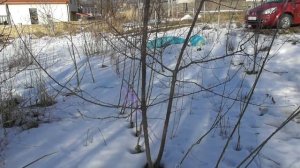 Черешня - на что прививать. Разновидности подвоев для черешни: лесная черешня, вишня антипка и ВСЛ-