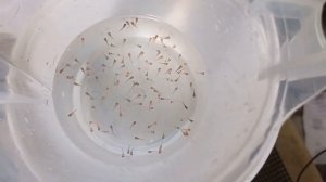 Размножение меченосцев Рыбка меченосец Мальки меченосцев Беременная самка