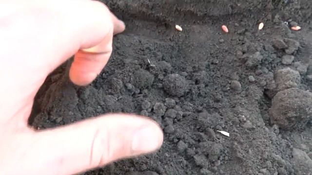 Rapid 600C сев оз Пшеницы и проверка глубины смотреть онлайн