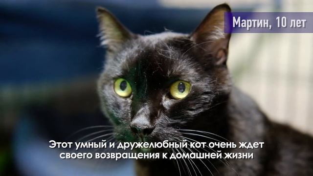 Кот Мартин (уже дома) - приют "Муркоша" смотреть онлайн