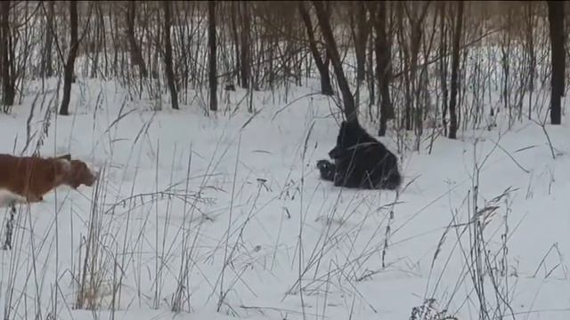 Прогулка с бассетом в лесу (часть 2) смотреть онлайн