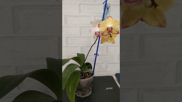 Азиатская орхидея Попугай смотреть онлайн