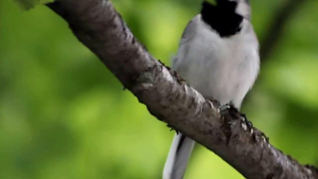 Белая трясогузка смотреть онлайн