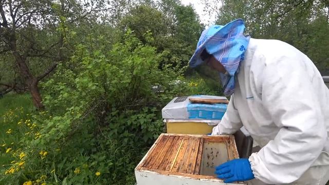 Способ расширения отводков для интенсивного роста. смотреть онлайн