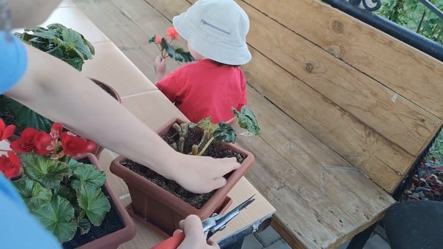 БЕГОНИИ ВЫНЕСЛА НА УЛИЦУ. МОЖНО ЛИ СТРИЧЬ БЕГОНИИ?