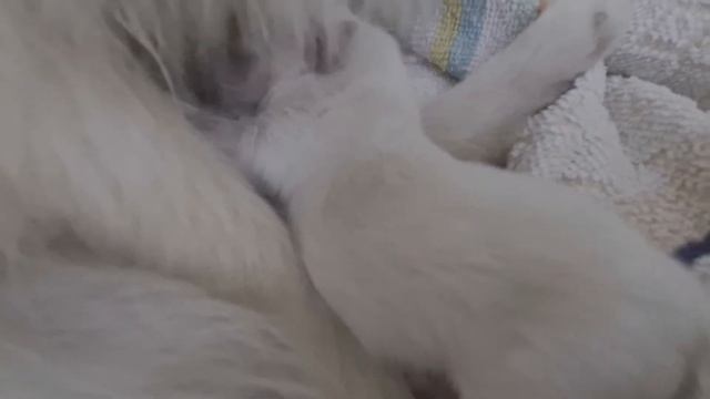 ЩЕНКУ ШПИЦА 4 ДНЯ! ОТВАЛИЛАСЬ ПУПОВИНА!! ПОМЕРАНСКИЙ ШПИЦ смотреть онлайн