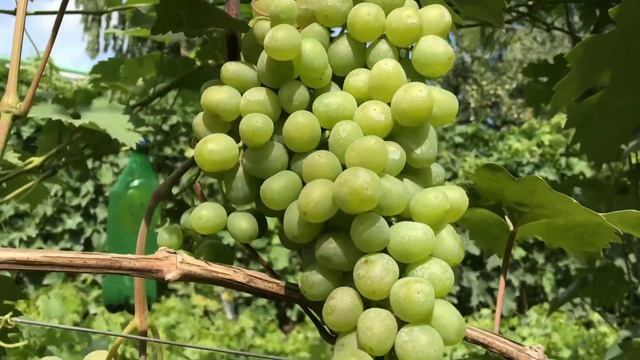 Виноград Супер Экстра рулит! Через неделю будем пробовать! смотреть онлайн