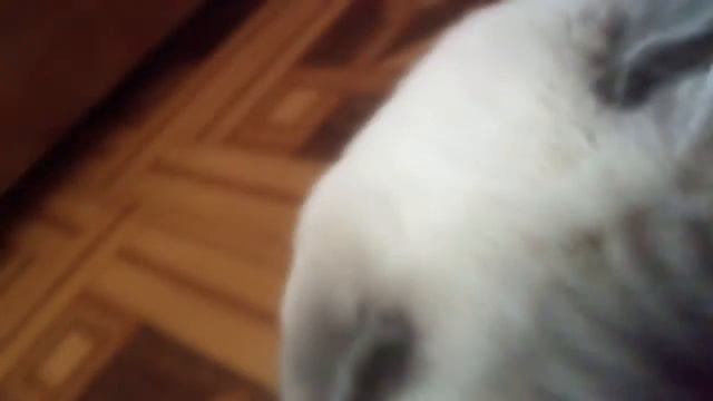 Мокрая кошка сима!!! смотреть онлайн