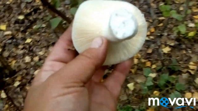 На разведку в лес/Сырые грузди/Настоящий груздь смотреть онлайн