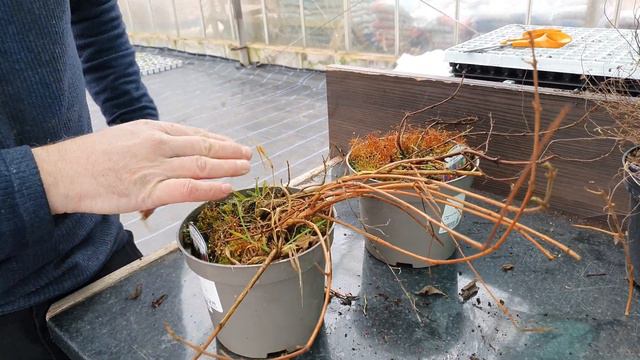 Are My Plants Dead? How Can I Tell If They Will Come Back? смотреть онлайн