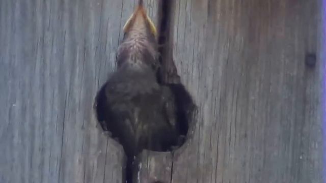 Скворцы и их птенцы