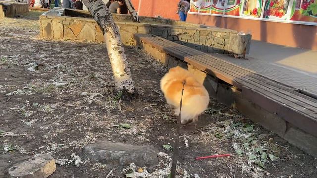 Реакция на собак шпиц смотреть онлайн