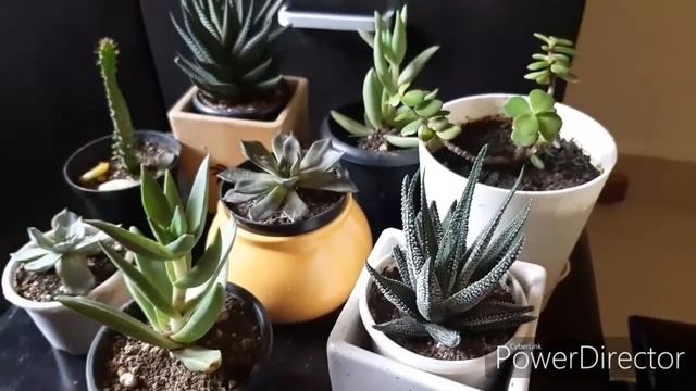 My succulent collection.. #haworthia #echeveria #goldenmosssedum смотреть онлайн