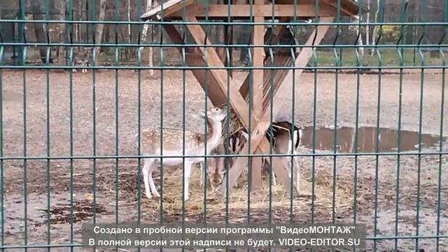 Поездка в зоопарк