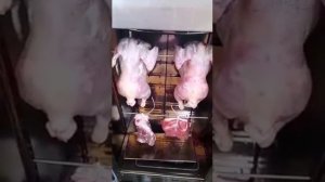 ?Коптильня Москит ВОТ ЛЮДИ ПОПАЛИ! ОТЗЫВ Электростатическая МОСКИТ