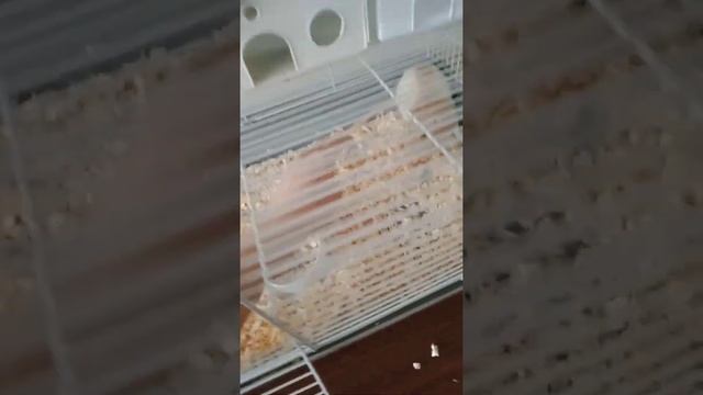 Прогулка с крысами!