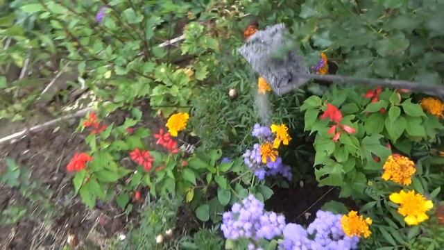 6 соток 13 сентября. Урожай перца и помидор. Сажаю  малину в теплицу!