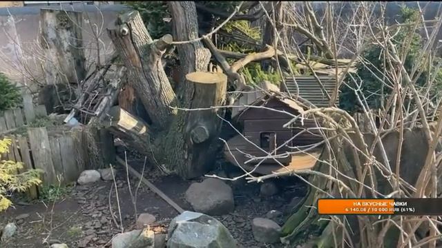 еноты смотреть онлайн