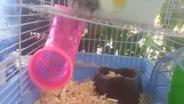 Жизнь Няшки. Няшка опять сломалась!!! смотреть онлайн