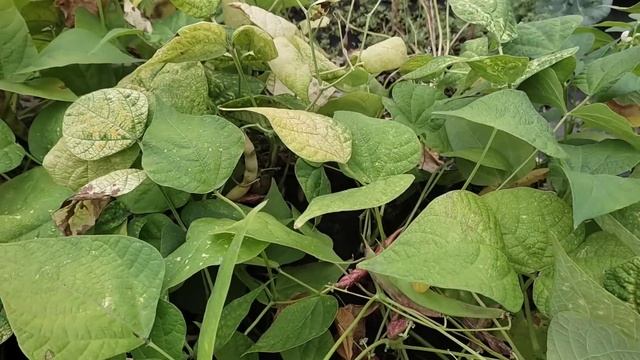 Собираем помидоры и фасоль. Делаем заготовки. Продолжаем ремонт спальни. смотреть онлайн